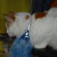 Turkish Van Cat with a spot on its back is thought to be marked by God.