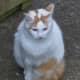 White and Orange Turkish Van Cat