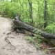 A fallen tree. Kingfisher Trail at McDowell Nature Preserve, Charlotte, NC.