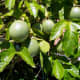 Passion fruit vine with raw fruits