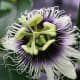 Flower of the passion fruit vine