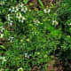 Nigella sativa plants