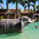 Elephant Figure in Coolwaves with the nose as a hose!