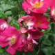 Many bees and little beneficial insects pollinate these roses.