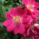 My 'Robin Hood' Climbing Rose Bush
