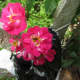 The roses are alive with pollinators of all sizes and kinds. I never use chemicals!