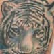 White tiger tattoo designs can be inspired by simply looking at other white tiger tattoos. This is a great way to gain inspiration and ideas for your white tattoo.