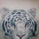 This white tiger tattoo design captures the detail that is needed to catch a white tiger head tattoo design.