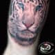 white-tiger-tattoo-designs-white-tiger-tattoo-ideas-white-tiger-tattoo-meanings-and-tattoo-pictures