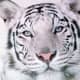 white-tiger-tattoo-designs-white-tiger-tattoo-ideas-white-tiger-tattoo-meanings-and-tattoo-pictures