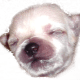 Porkie pup Pretti