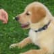 Yellow Lab puppy