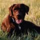 Labrador Chocolate chilling in the field
