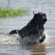 Black Labrador Retriever running through water