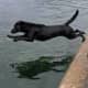 Black Labrador Retriever jumping into water