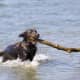 Black Labrador Retriever catching stick