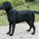 physical-and-mental-simple-dog-training-techniques