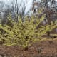 Hamamelis x Intermedia 'Sunburst'. Hamamelidaceae. Such a bright yellow Witch Hazel. This was almost the most eyecatching in person.