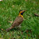 woodpecker