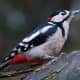woodpecker