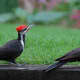 Mated Pair