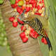 woodpecker
