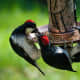 woodpecker