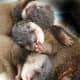 Cuddly, cuddly otter pups.