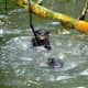 palawan-small-clawed-otters