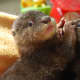 Omar and Owen. "Shhhhh quiet Owen!" says Omar. We lost Omar this year. They break your heart these otters.