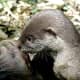 Sleek Asc otter at 5 months old. They emit one sharp high pitched sound that works as a locator and reassurance to each other I've observed.