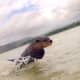 Otter was scared by a smallish wave and scooted back to shore.