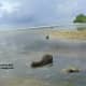 We take the otters to the nearby mangroves when we can so they can learn to forage on their own.