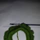 seaweed-scrunchie-a-free-pattern