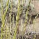 State Grass: Bluebunch Wheatgrass [3]