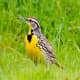 State Bird: Western Meadowlark [4]