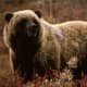 State Animal: Grizzly Bear [3]