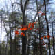 Winter time on the Ridgeline Trail Crowders Mountain State Park Kings Mountain, NC