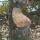 By the lake, some beavers chewed up a tree.