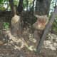 By the lake, some beavers chewed up a tree.