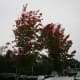 Trees in the parking lot are changing colors.