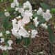 Mountain Laurel grows along the Rocktop Trail at Crowders Mountain State Park.