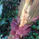 Auricularia Auricula-judae