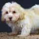 top-10-most-popular-crossbreed-or-mixedbreed-dogs