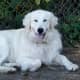 top-10-most-popular-crossbreed-or-mixedbreed-dogs