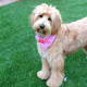 top-10-most-popular-crossbreed-or-mixedbreed-dogs