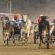 bull-festival-abull-sport-and-bull-worship-in-india