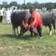 bull-festival-abull-sport-and-bull-worship-in-india