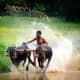 Traditional Bull Racing in Kerla