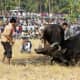 bull-festival-abull-sport-and-bull-worship-in-india
